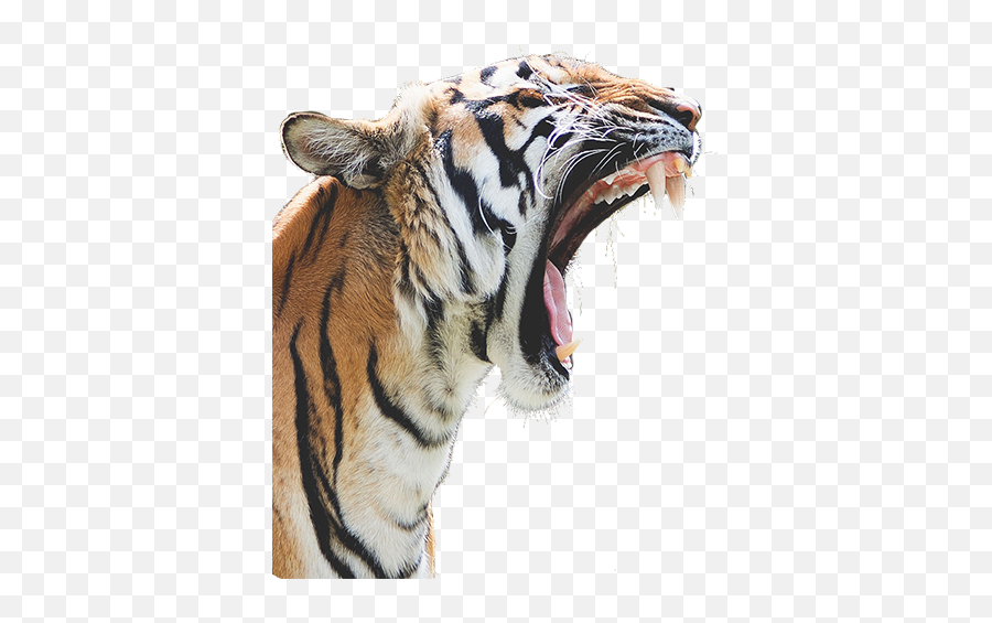 Wild Tiger Images - Tiger Free Png Images Tiger Images Roaring Tiger Transparent Emoji,Roar Clipart