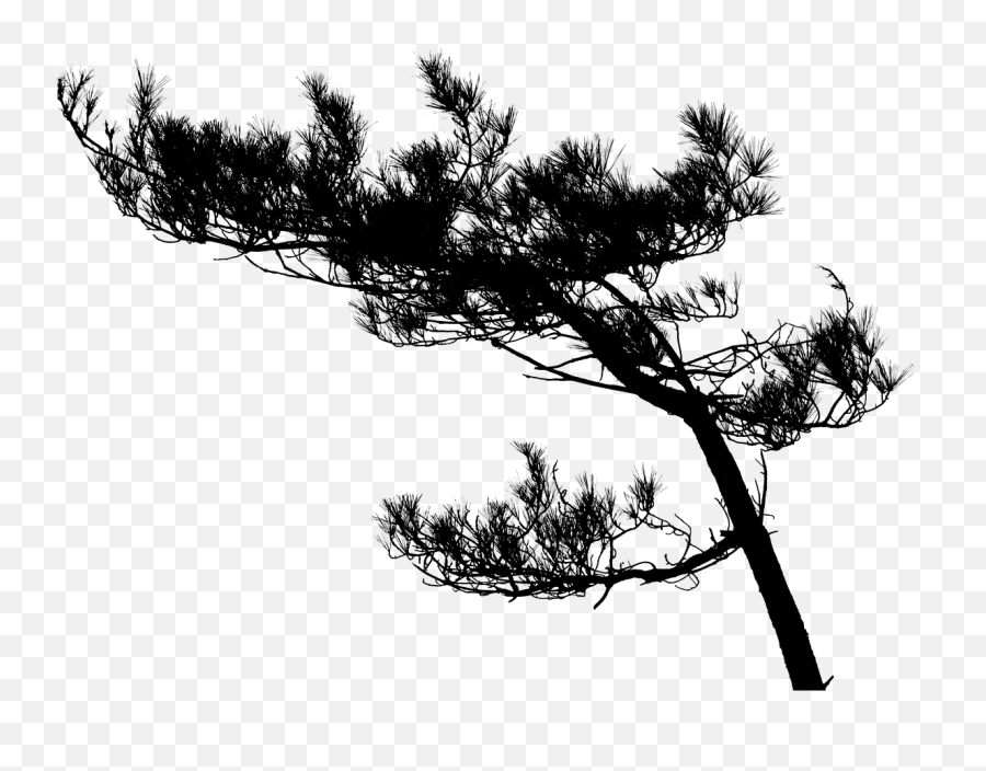 Tree Pine Tree Silhouette Black Png - Silhouette Branches Tree Emoji,Pine Tree Silhouette Png