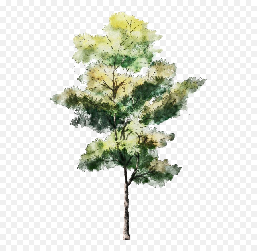 Download Sketch Tree Trees Watercolor - Png Tree Drawing Emoji,Watercolor Tree Png