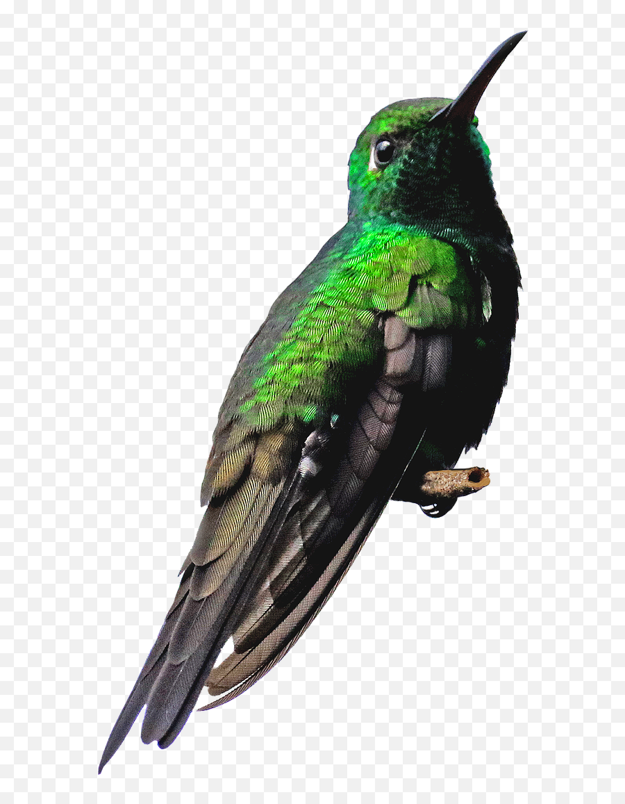 Real Flying Hummingbird Png Clipart - Kolibri Png Emoji,Hummingbird Clipart