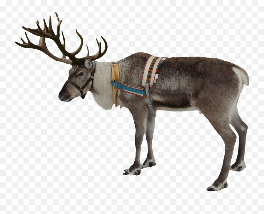 Rudolph Deer Santa Claus Clip Art - Deers Png Download Emoji,Reindeer Clipart Free