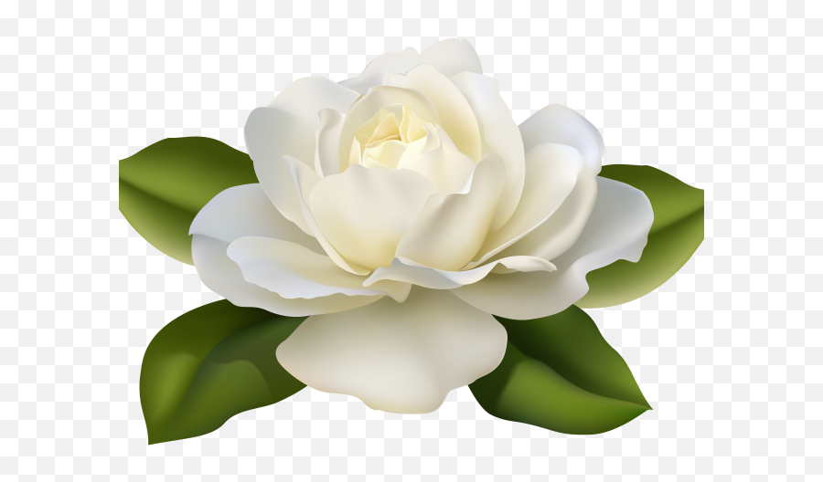 White Rose Clipart Guldasta - Gardenia Flowers Png Emoji,White Rose Transparent