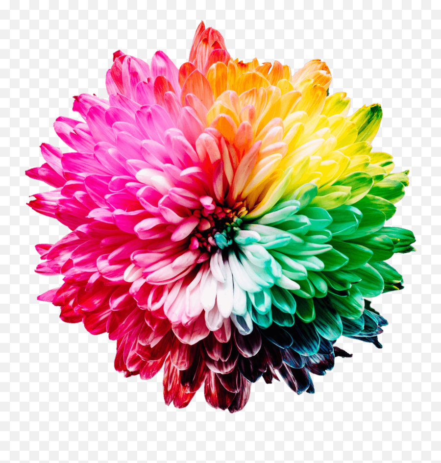 Top Png Flower Flowers Clipart Emoji,Colorful Flowers Png