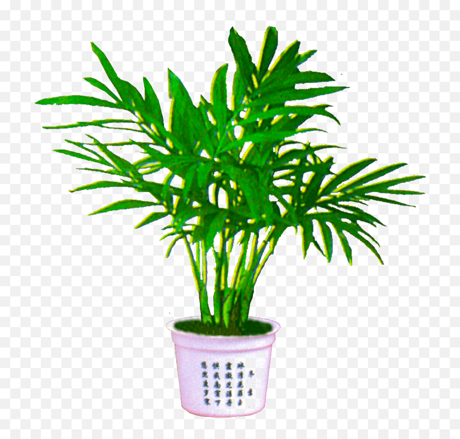 Palm Plant Png Image Transparent - For Indoor Emoji,Plant Transparent Background