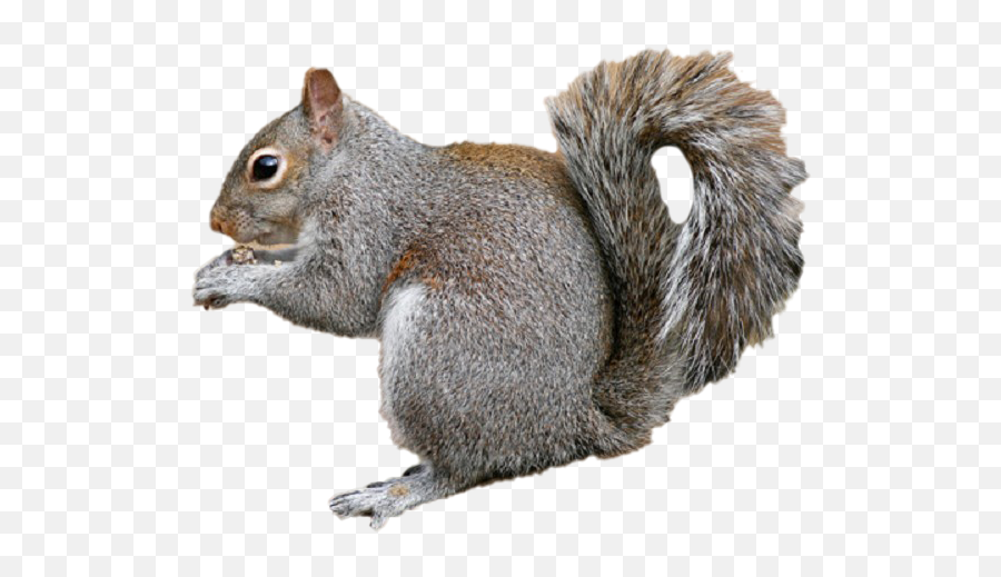 Squirrel Png Images Transparent - Eastern Gray Squirrel Emoji,Squirrel Transparent Background
