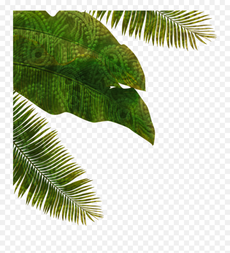 Palmtree Palm Leaves Fantasy Nature Sticker By Marras Emoji,Palm Leaves Transparent