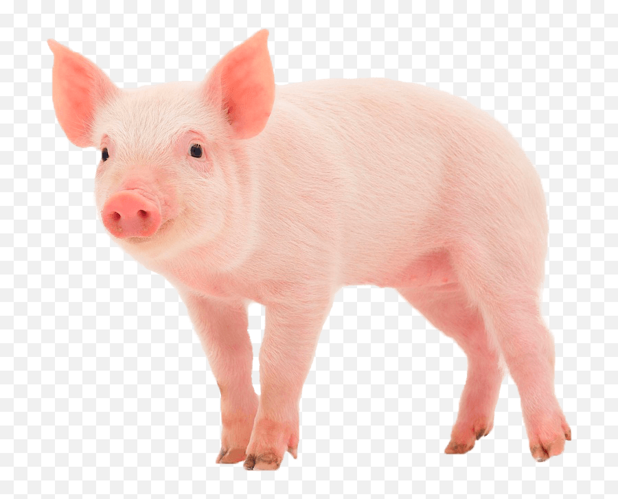 Pig Transparent Png - Animal Sound Of Pig Emoji,Pig Png