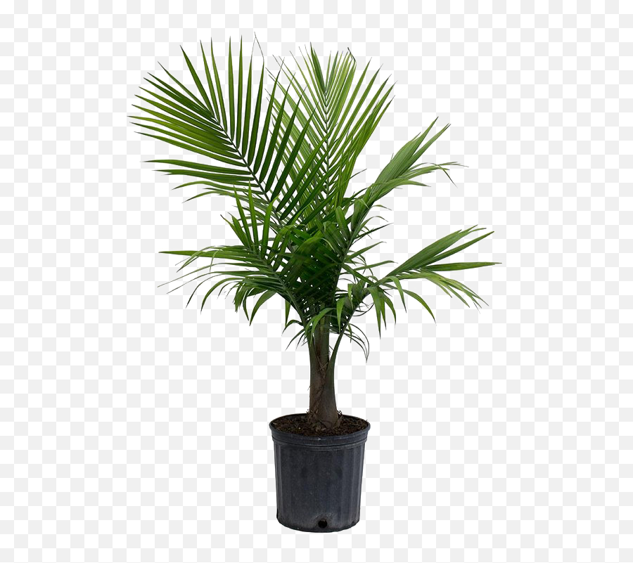 Palm Tree Png Picture Png Arts - Majesty Palm Emoji,Palm Tree Png