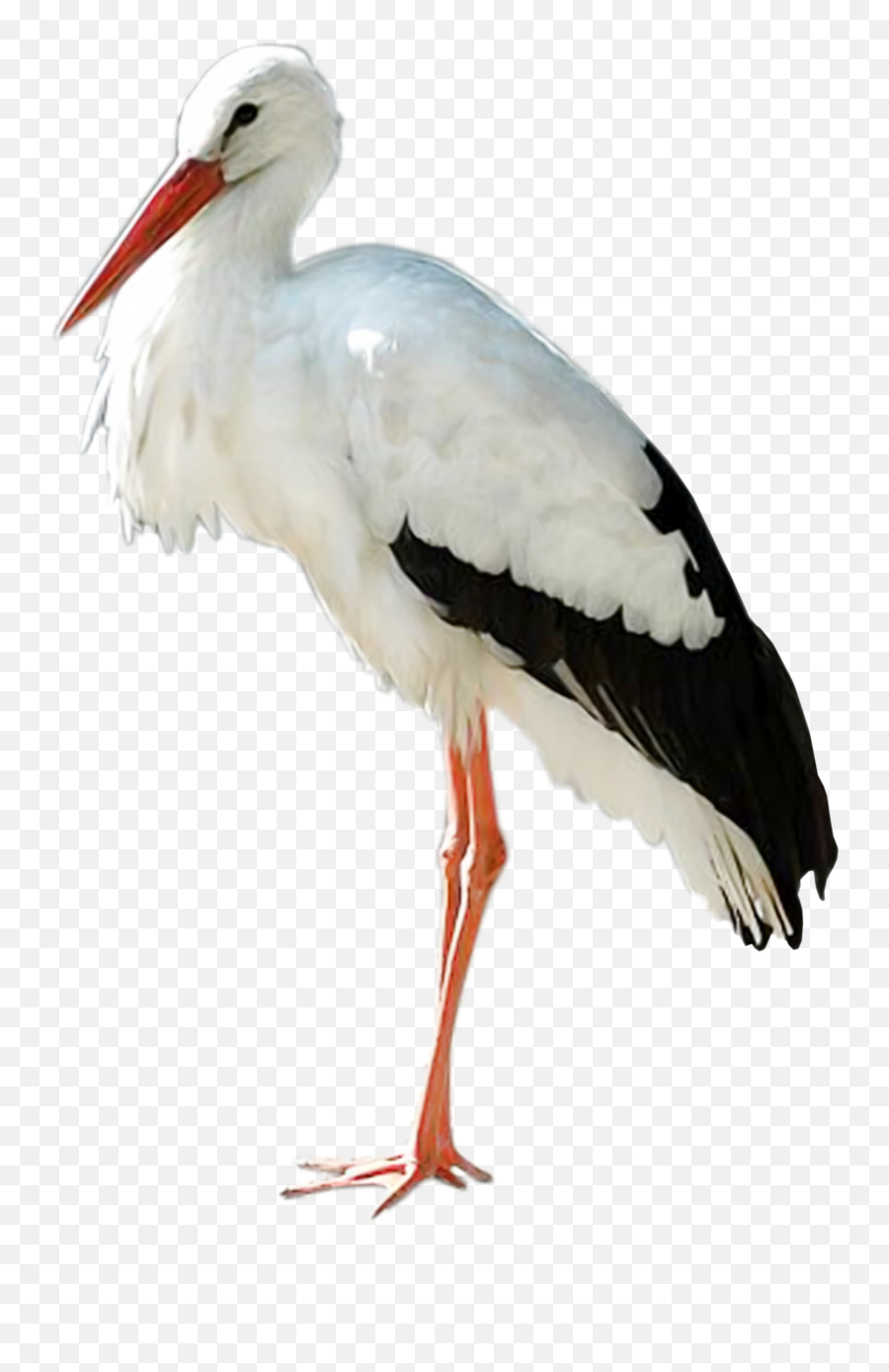 Stork Png Alpha Channel Clipart Images - Stork Transparent Emoji,Stork Clipart