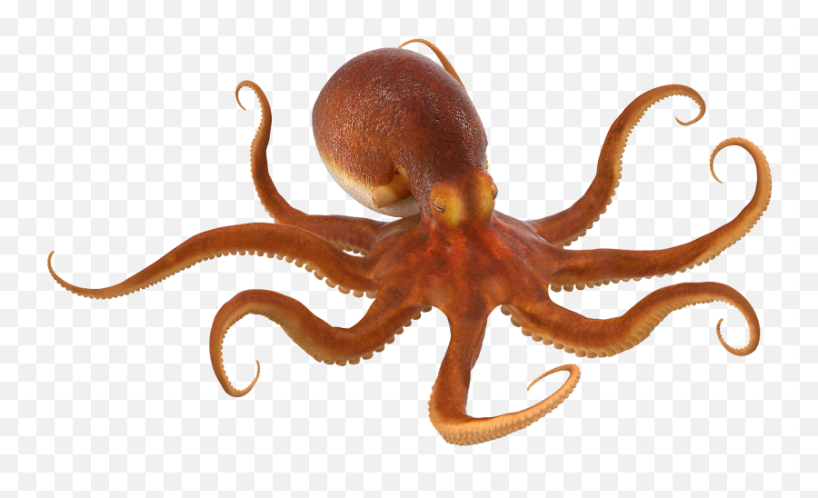 Octopus Png - Octopus Png Emoji,Octopus Png