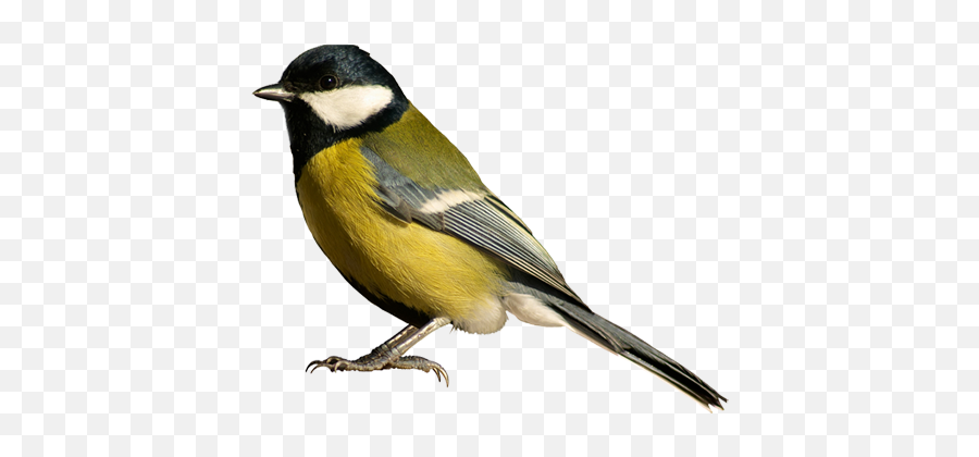 Birds Png Image - Transparent Background Bird Png Transparent Emoji,Bird Transparent Background