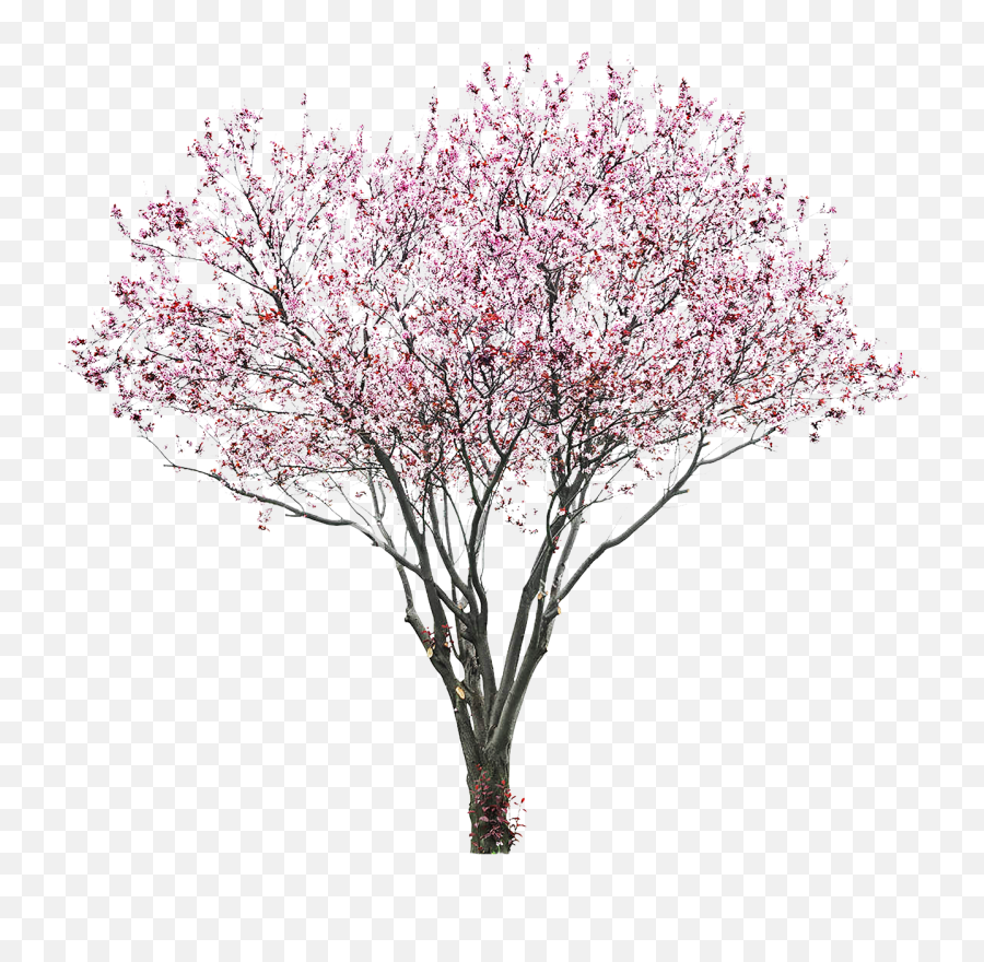 Tree Flower Pink - Prunus Serrulata Png Emoji,Watercolor Tree Png