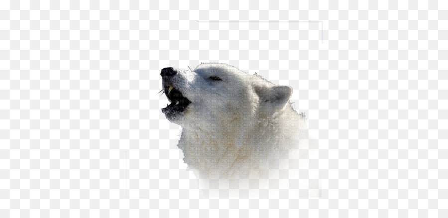 Download Hd Loup Blanc White Wolf - Arctic Fox Transparent Emoji,White Wolf Png