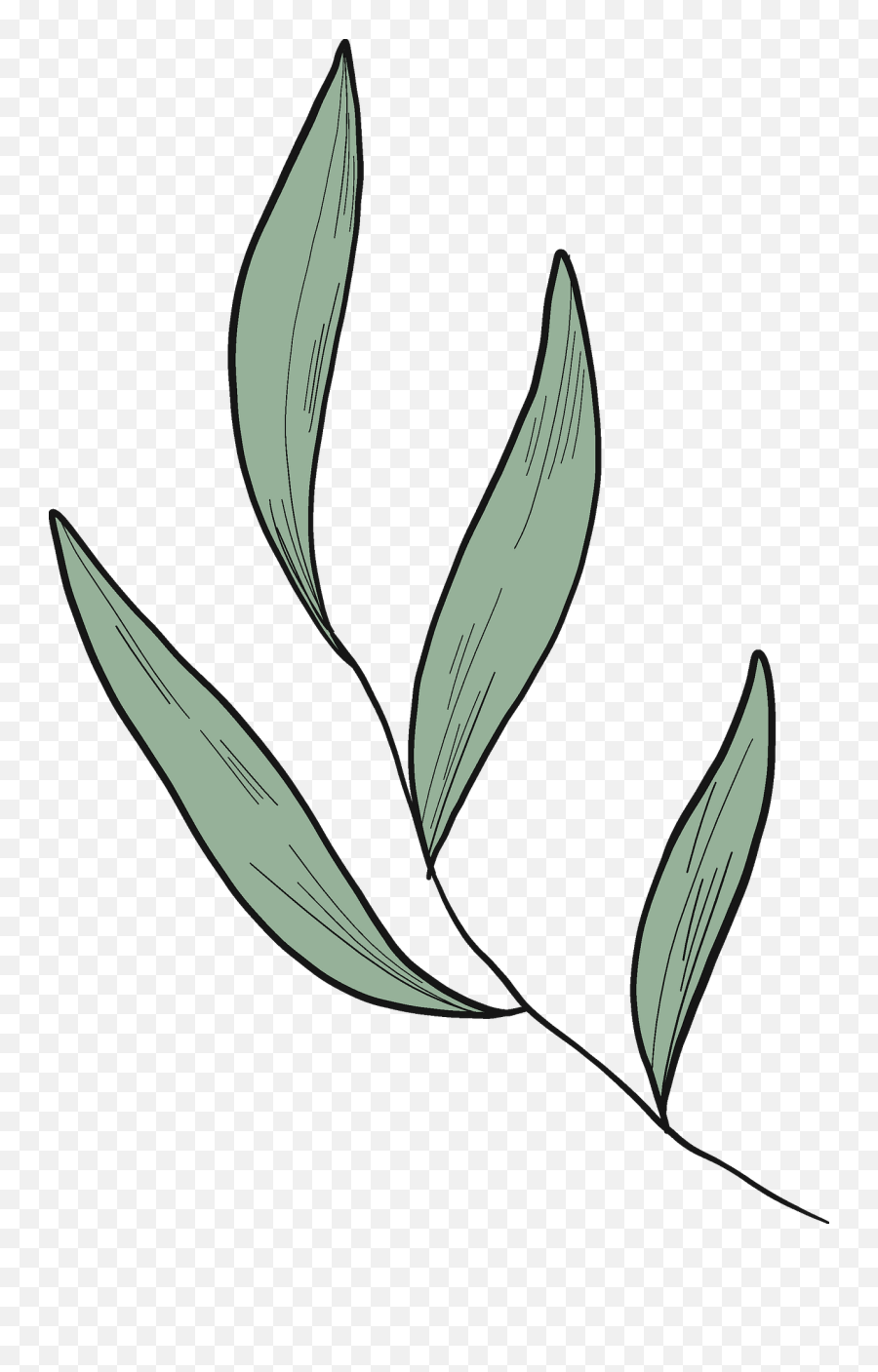 Eucalyptus Leaves Clipart - Eucalyptus Leaf Clip Art Emoji,Leaf Clipart