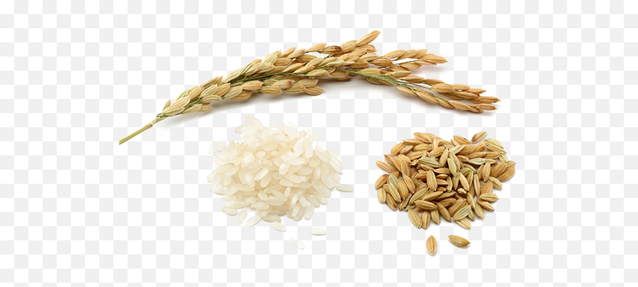 Download Rice Hq Png Image - Rice Png Emoji,Rice Png