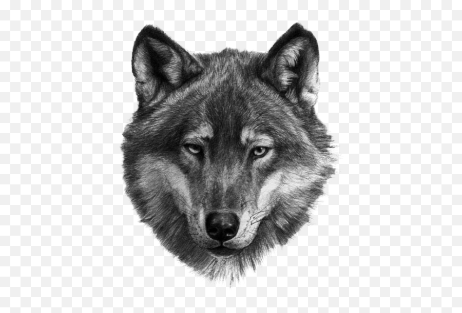 White Wolf Png - Wolf Turan Ülkeleri 20868 Vippng Emoji,White Wolf Png
