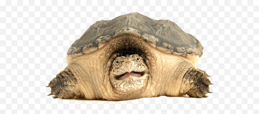Sea Turtle Top View Transparent Png - Snapping Turtle Png Emoji,Turtle Png