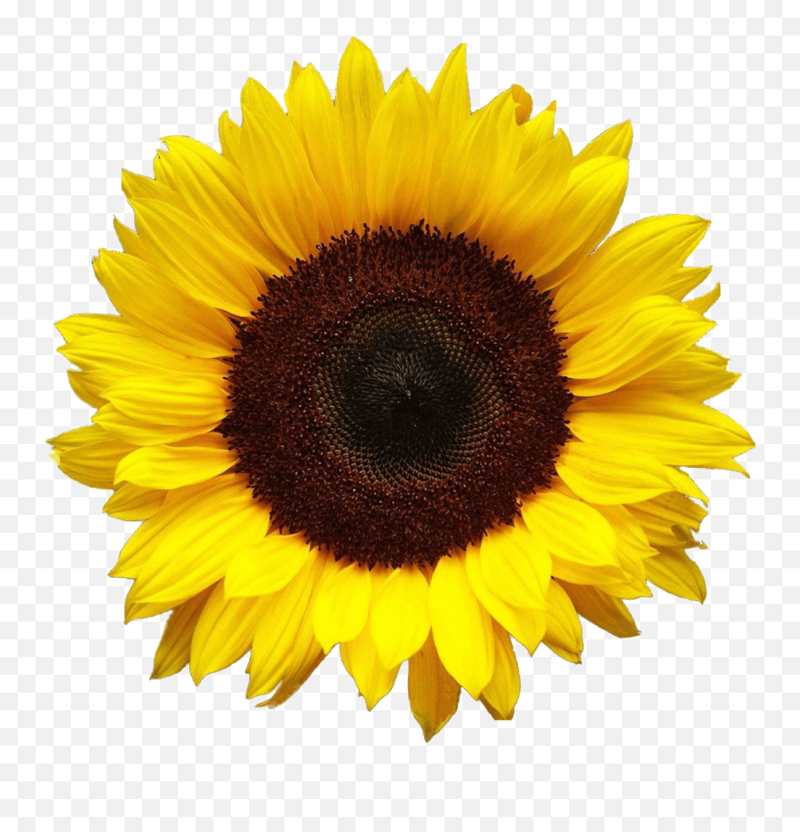 Aesthetic Sunflower Transparent Images - Sunflowers Png Emoji,Sunflower Transparent