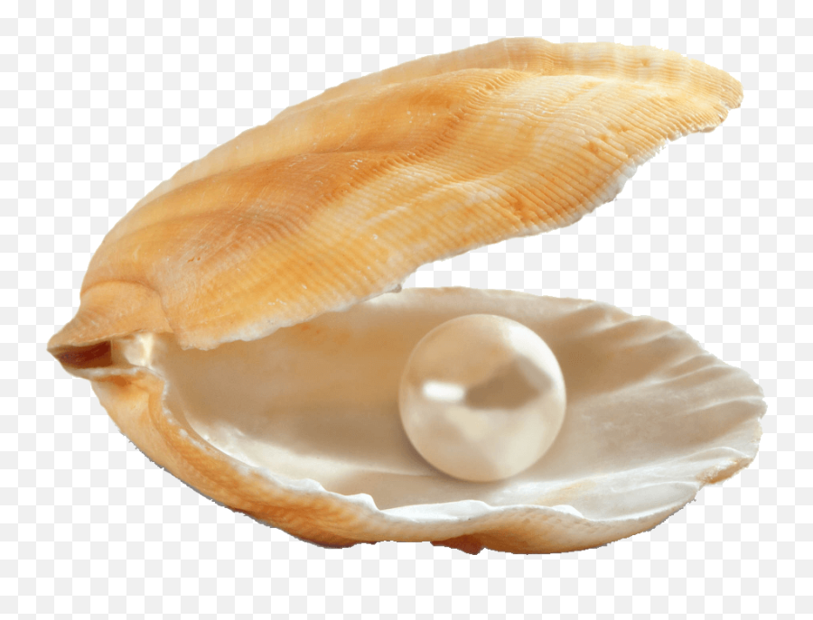 Caribbean Pearl Caterers - Clam Pearl Png Emoji,Pearls Png