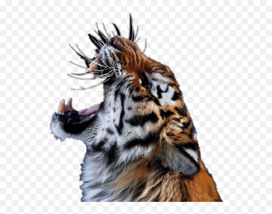 Tiger Roar Animal Cats Bigcats Zoo Jungle - Roaring Tiger Roarig Side View Emoji,Roar Clipart