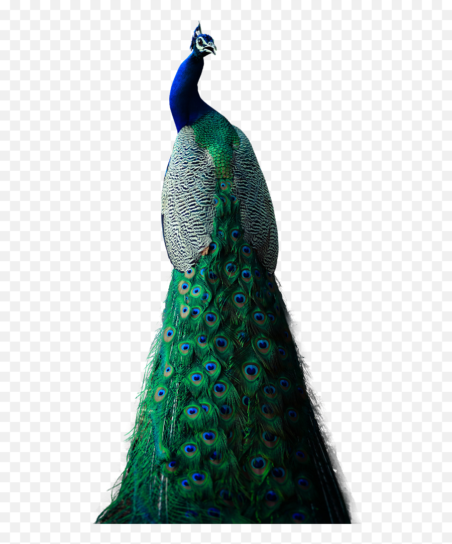 Peacock Bird Transparent Background - Transparent Background Peacock Png Emoji,Bird Transparent Background