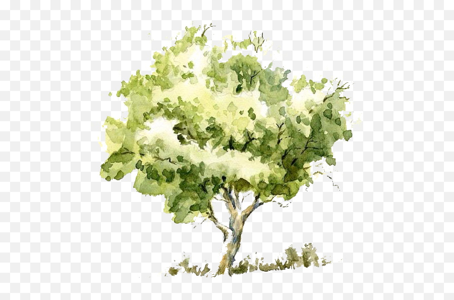 Watercolor Tree Transparent Png Image - Elevation Tree Watercolour Png Emoji,Watercolor Tree Png