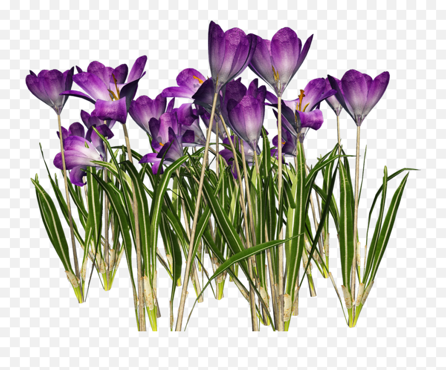 Flowers Color Clipart Bring May Flower - Portable Network Crocuses Png Emoji,May Clipart