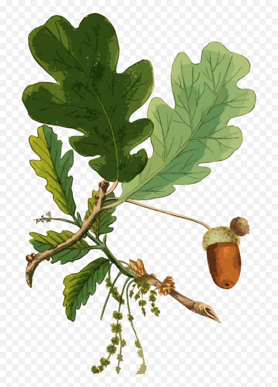 Oak Leaf And Acorn Free Stock Photo - Public Domain Pictures Frunza De Stejar Cu Ghinda Emoji,Oak Leaf Logo
