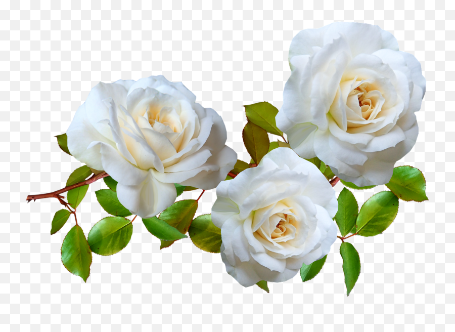 Flowers White Roses - Free Image On Pixabay Emoji,White Rose Transparent