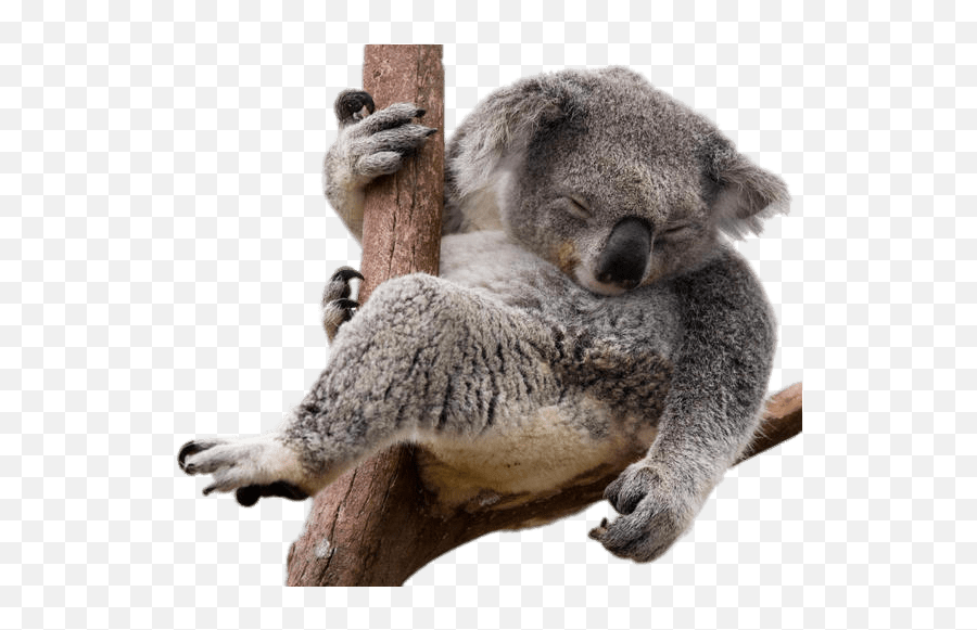 Koala Bear Sloth - Koala Png Download 620500 Free Transparent Koala Bear Png Emoji,Koala Clipart