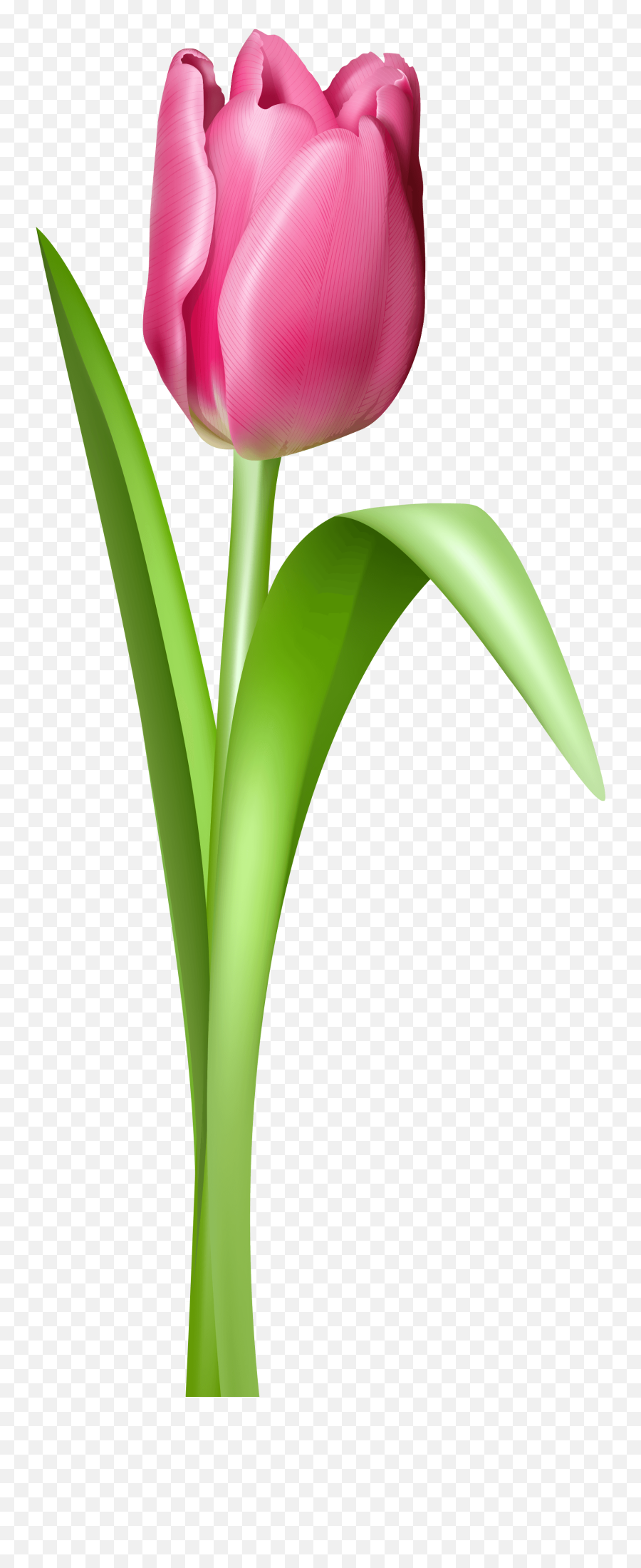 Tulip Clipart Png - Girly Emoji,Tulip Clipart