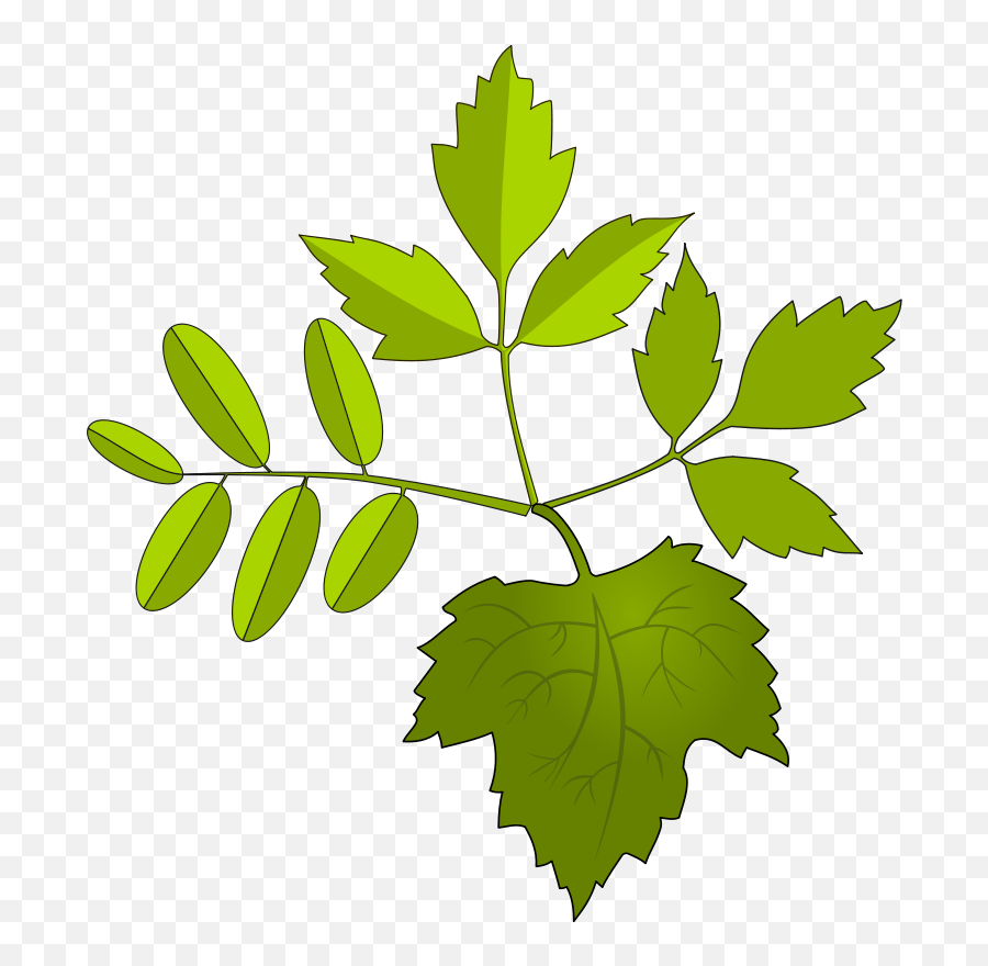 Free Oak Leaf Vector Download Free Oak Leaf Vector Png - Folhagem Png Clipart Emoji,Oak Leaf Clipart