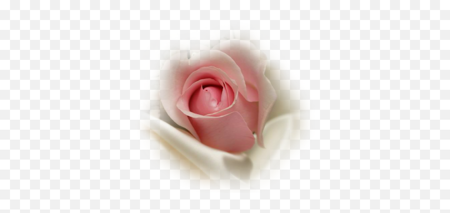 Index Of Userstbalzeflowerrosespng Emoji,Pink Roses Png
