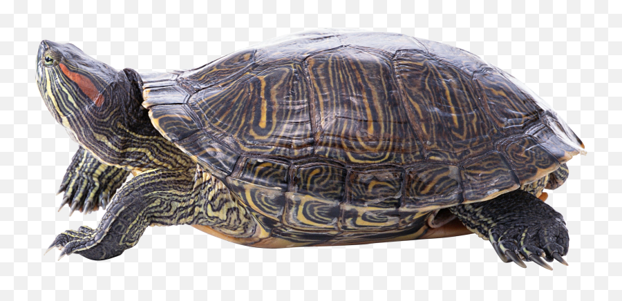 Turtle Png Alpha Channel Clipart Images - Turtles Emoji,Turtle Png