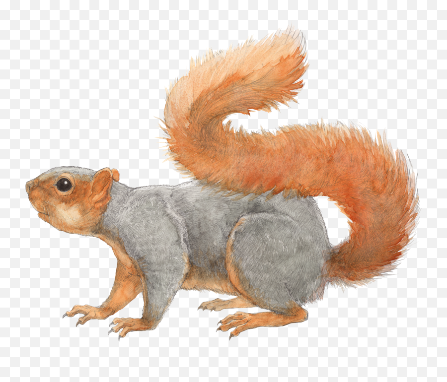 Download Hd Squirrel Transparent Png File - Eastern Fox Fox Squirrel Drawing Emoji,Squirrel Png