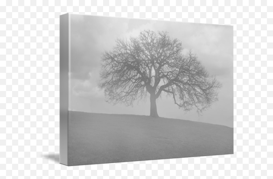 Oak Tree In Morning Fog Black And White By Paul Huchton - Tree Emoji,Oak Tree Png