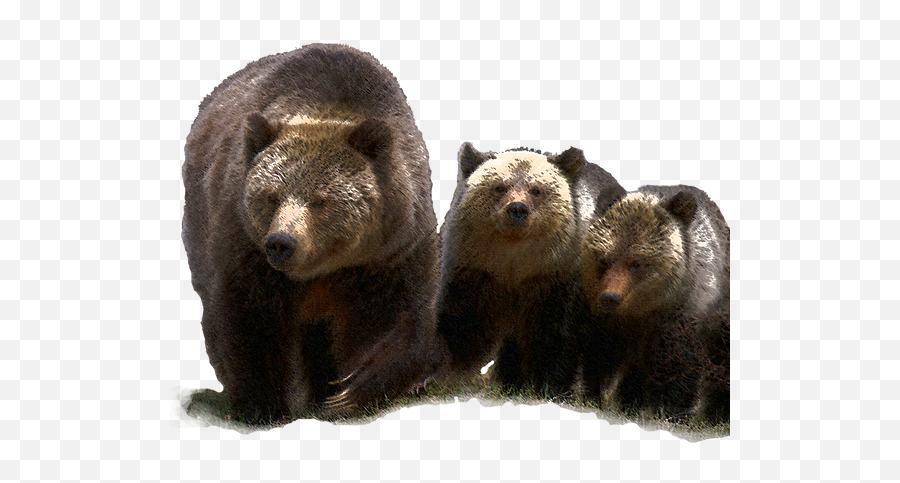 Grizzly Times - Grizzly Bear Emoji,Grizzly Bear Png