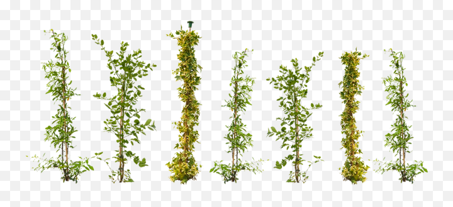 Climbing Plant Png U2013 Free Png Images Vector Psd Clipart - Climbing Plants Psd Emoji,Plant Png
