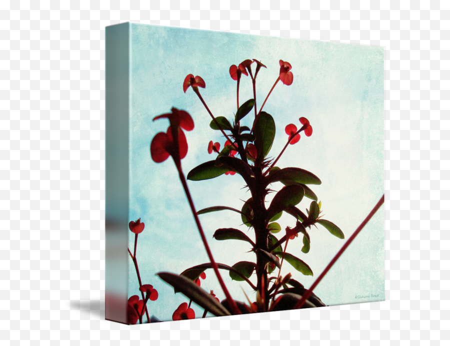 Crown Of Thorns Plant By Shawna Rowe - Poppy Emoji,Crown Of Thorns Png