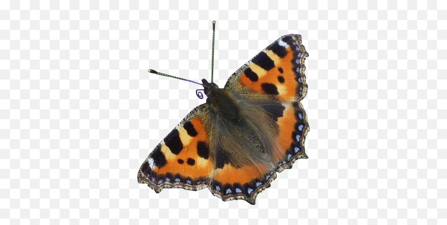 Red Admiral Butterfly Transparent Background Free Png Images - Red Admiral Butterfly Transparent Background Emoji,Butterfly Transparent