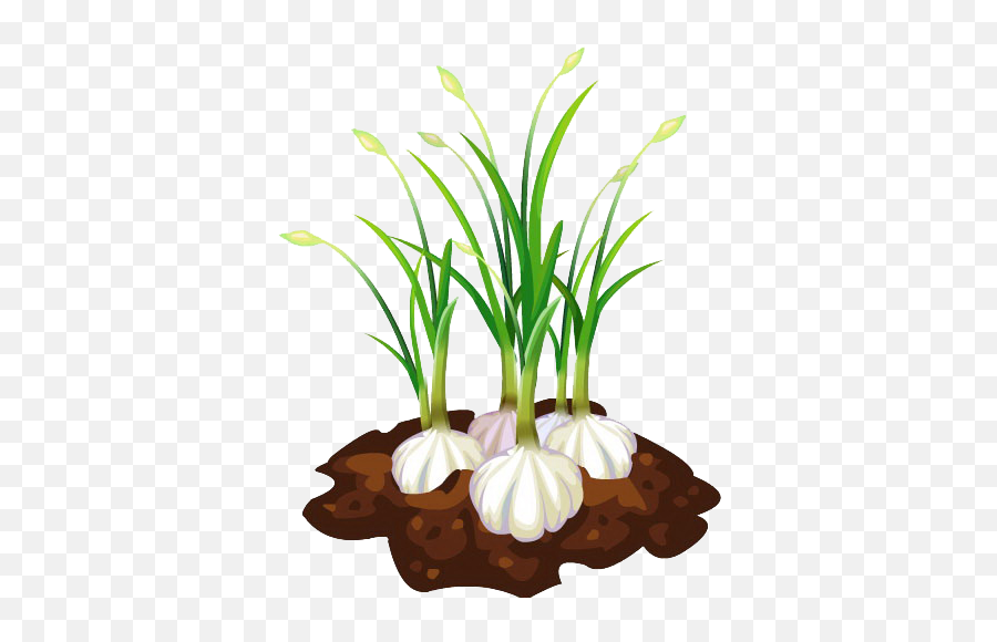 Download Garlic Bread Free Download Png - Garlic Plant Clipart Transparent Emoji,Garlic Clipart