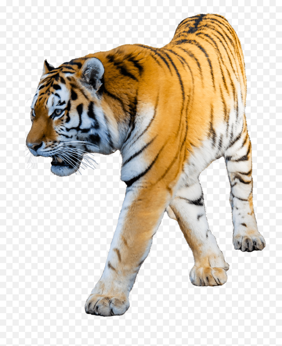 Tiger Walking Transparent Png Emoji,Tiger Transparent Background