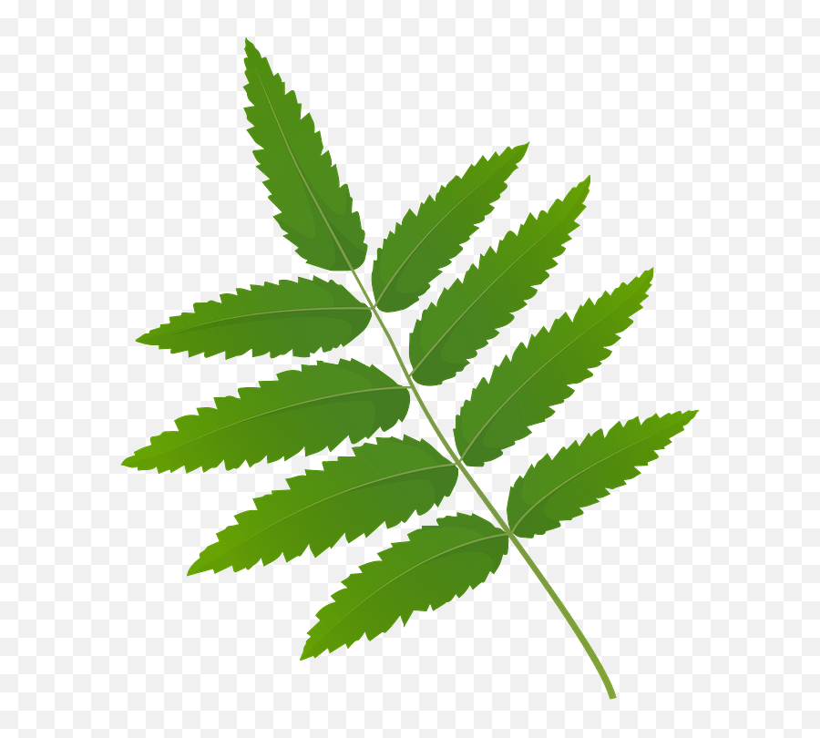 Rowan Tree Green Leaf Clipart - Clip Art Rowan Leaf Emoji,Leaf Clipart