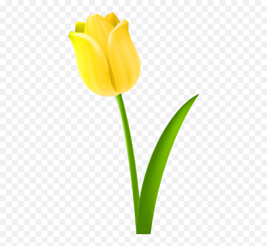 Download Hd Tulip Drawing Cut Flowers - Flower In Colour Drawing Emoji,Tulip Clipart
