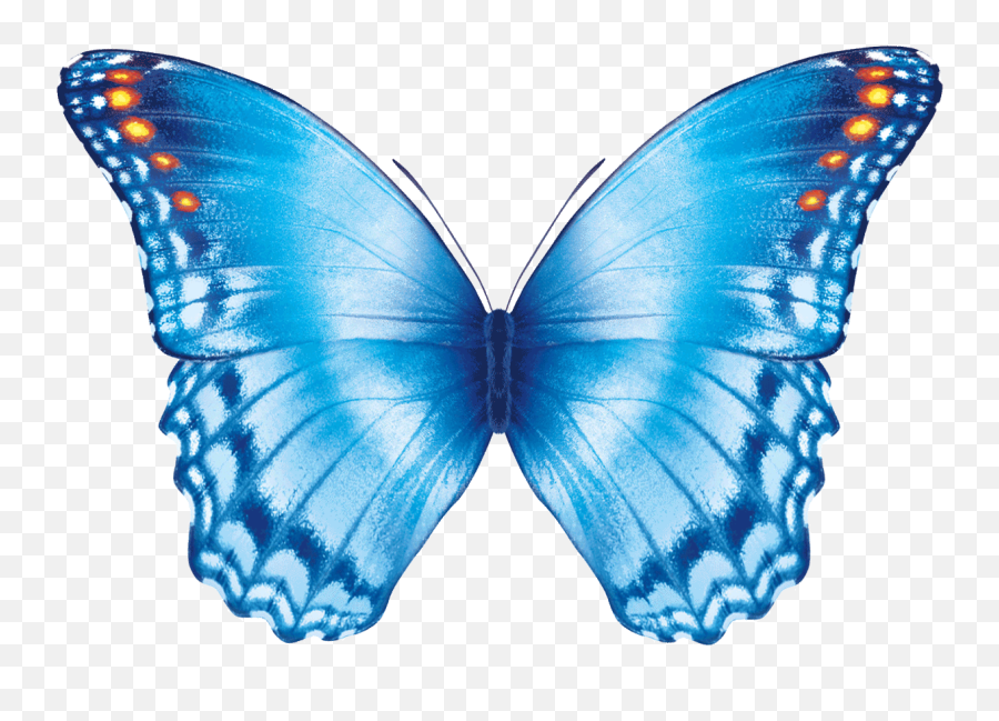 Butterfly Flying Gif - Butterfly Effect Transparent Gif Png Mariposa Azul Emoji,Butterfly Transparent Background