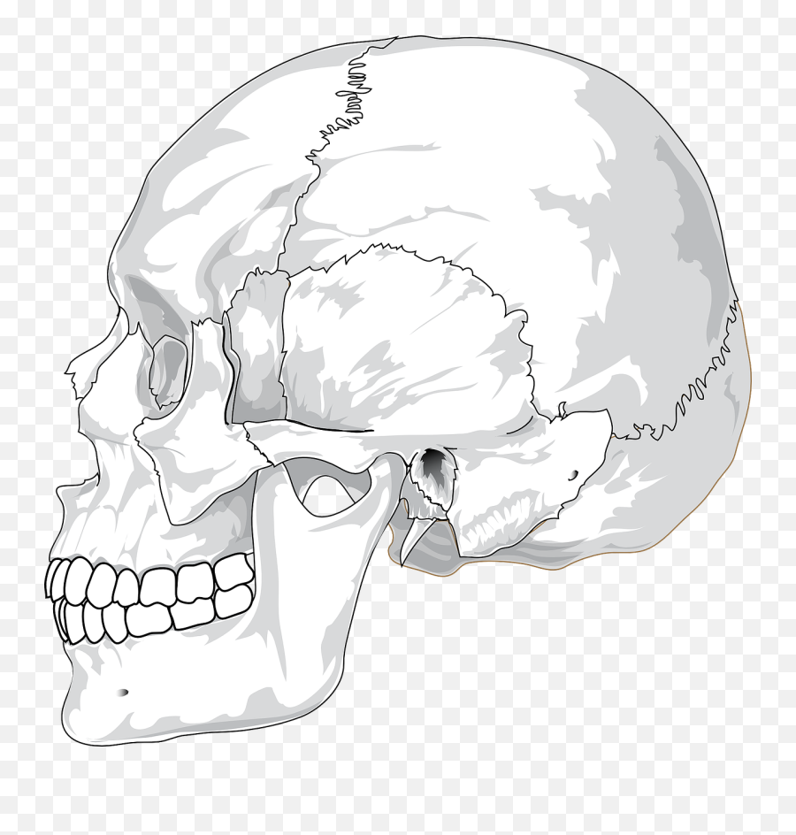 Skeleton Clipart Simple Human Skeleton Simple Human - Human Skull Side View Emoji,Skeleton Clipart