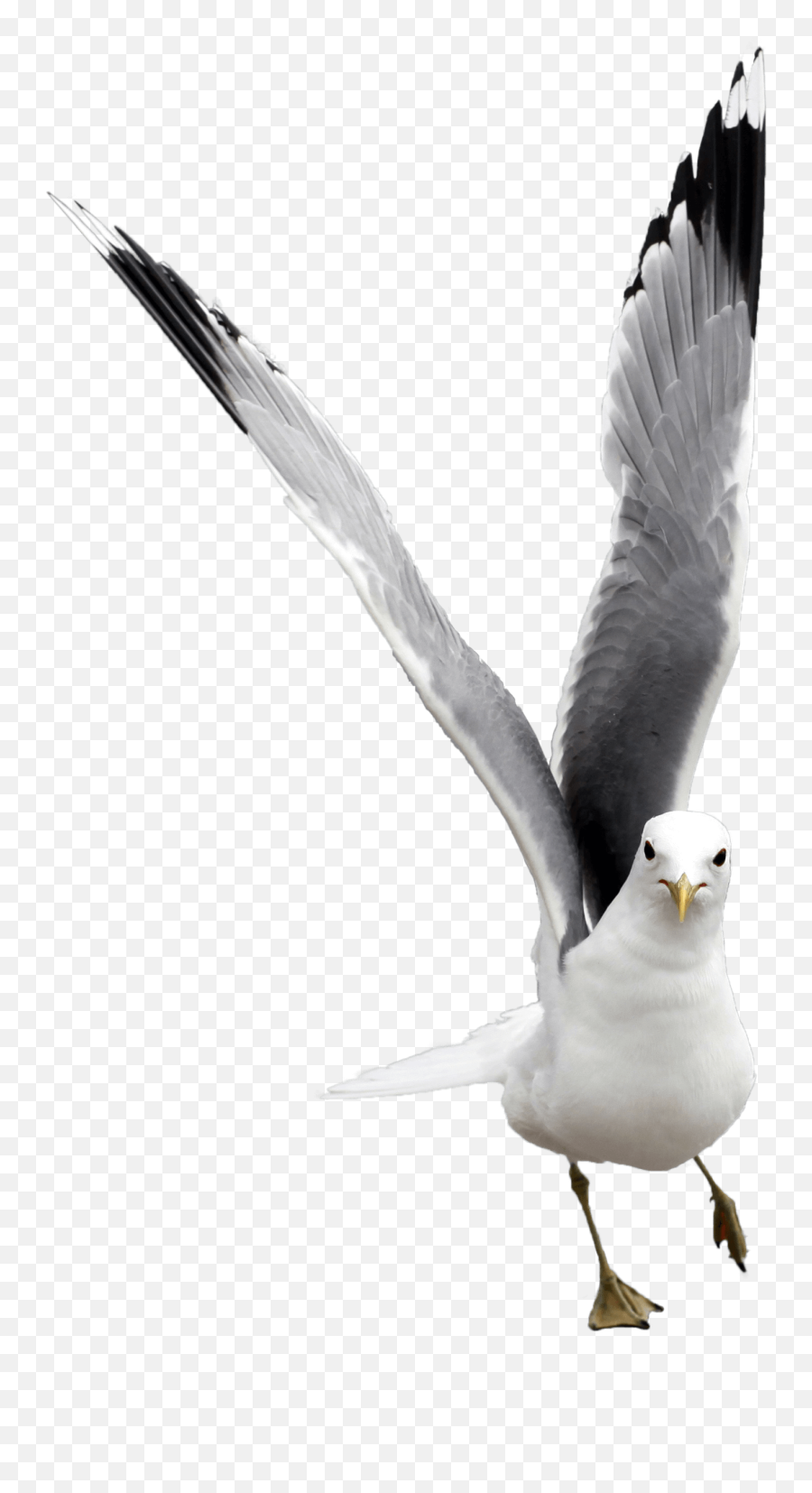 Seagull Clip Art Transparent - Birds Emoji,Seagull Clipart