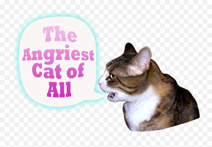 Download Hd I Am A Very Angry Cat Emoji,Angry Cat Png