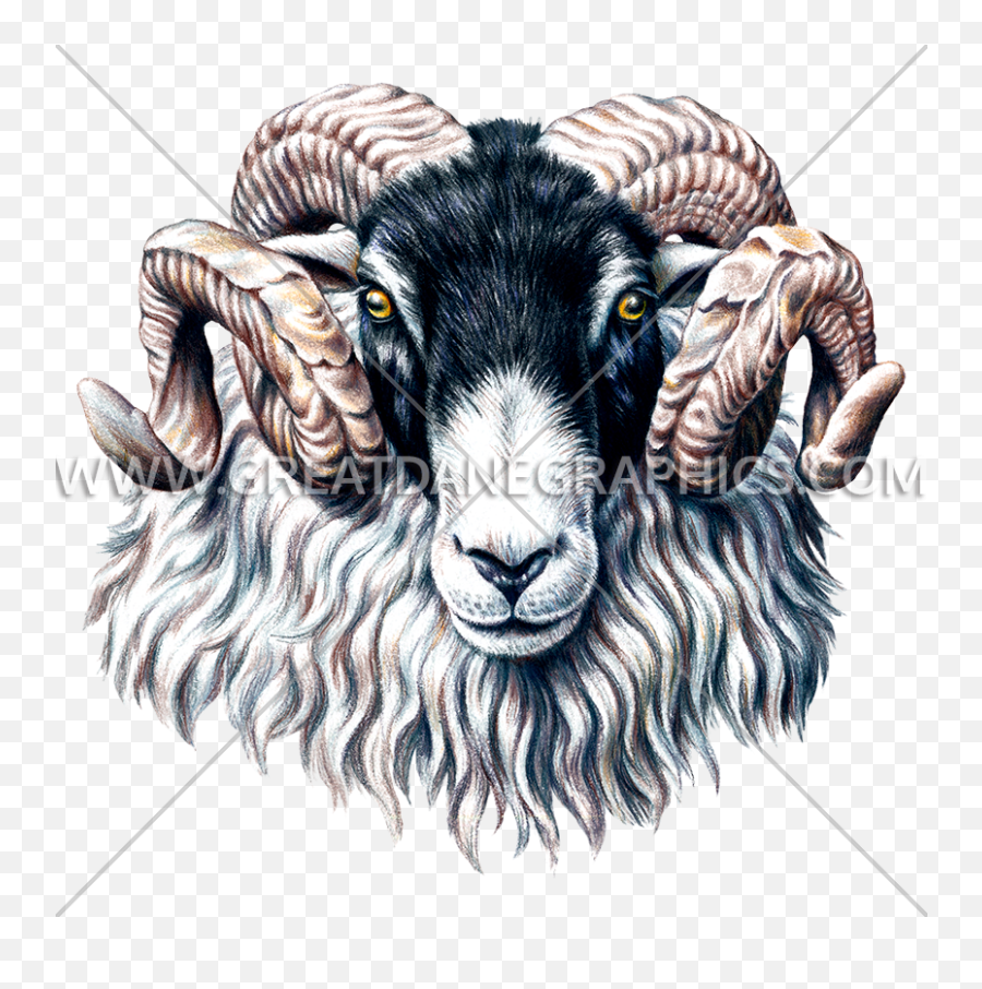 Ram Head Front View Production Ready Artwork For T - Shirt Emoji,Goat Head Png