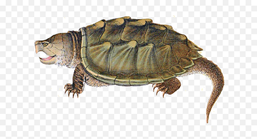 Snapping Turtle Png Image Hq Png Image - Snapping Turtle Png Emoji,Turtle Png